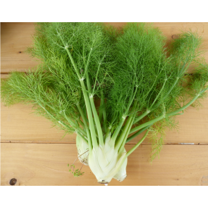 Fenouil
