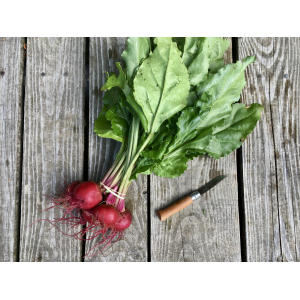 Betterave chioggia botte