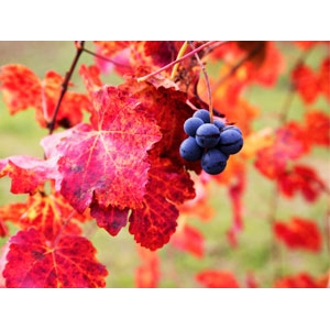 Circulation - tisane médicinale