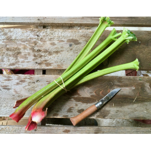 Rhubarbe botte