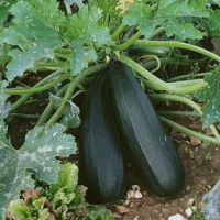 Courgette