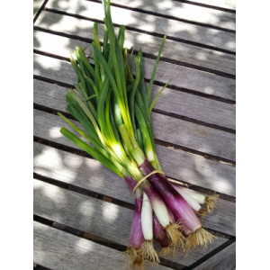 Oignon botte