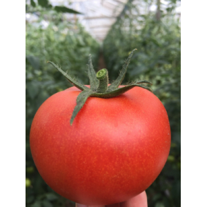 Tomate ronde rouge