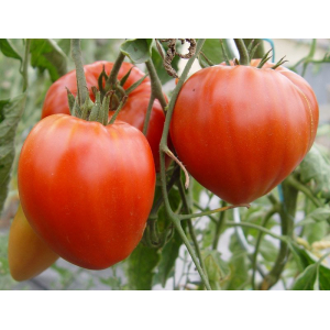 Tomate coeur de boeuf rouge