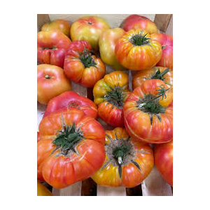 Tomates variétés anciennes bio
