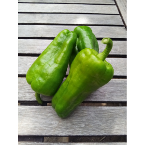 Poivron vert