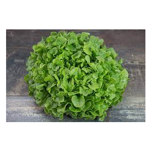Salade feuille de chêne verte bio