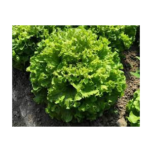 Salade batavia verte - rouge