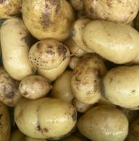 Pommes de terre nouvelles