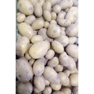 Pommes de terre nouvelles
