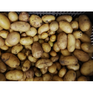 Pomme de terre grenaille