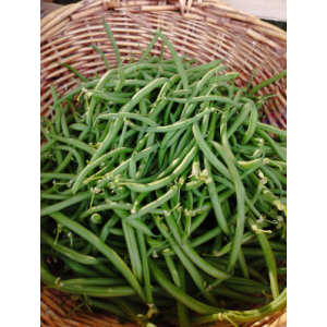 Haricots verts fins