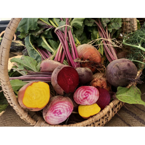 Betterave rouge, jaune, chioggia