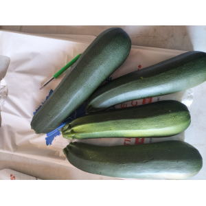 Courgette gros modèle