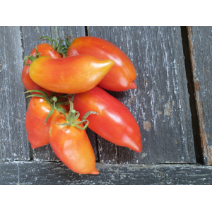 Tomates andine cornues bio