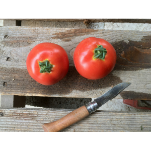 Tomates rondes