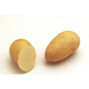 Pommes de terre nouvelles charlotte 5kgs