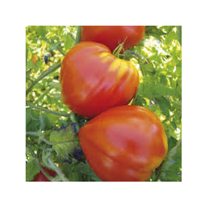Tomate coeur de boeuf bio