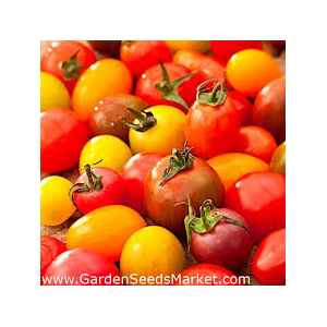 Tomate cerise en mélange bio
