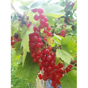 Groseilles égrappées surgelées 1kg