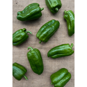 Poivron vert