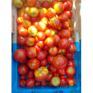Tomates bio variétés anciennes - 0.5kg