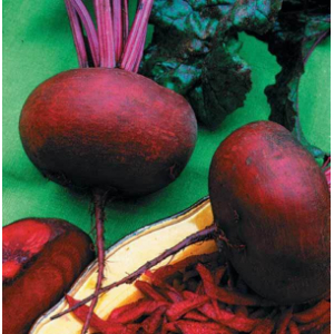 Betterave 'noire plate d'egypte'