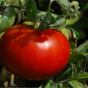 Tomate 'merveille des marchés'