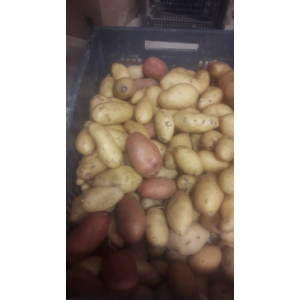 Pomme de terre