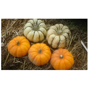 Courge mini en mélange bio