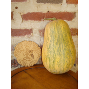 Courge sucrine du berry