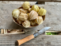 Physalis