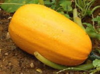 Courge spaghetti