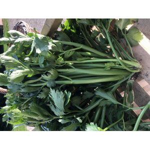 Céleri-branche - la botte