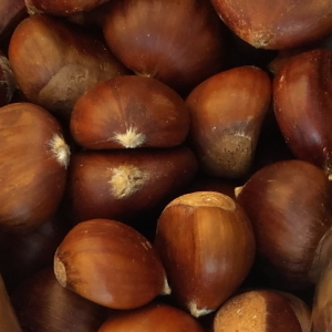 Châtaignes d'ardèche aop fraiches