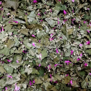 Infusion 'belles gambettes'