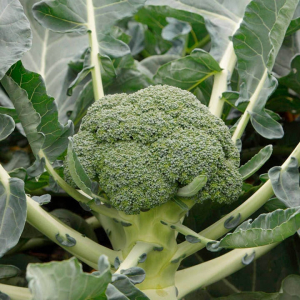 Brocoli