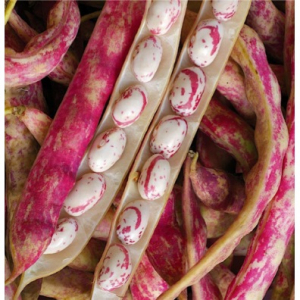 Haricot barlotto bio