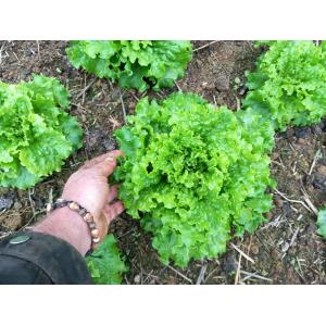 Salade batavia blonde