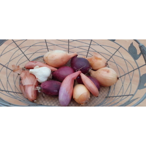 Mélange bio oignons échalotes ail