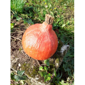 Potimarron bio entre 1 kg et 1,200 kg