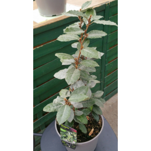 Viburnum tinus, laurier tin