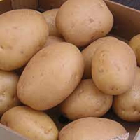 Pomme de terre anaïs