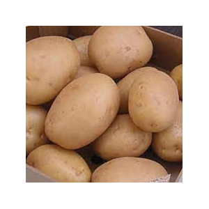 Pomme de terre anaïs