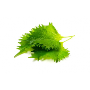 Shiso 5 feuilles