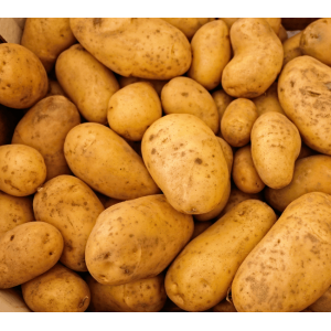 Pommes de terre agria