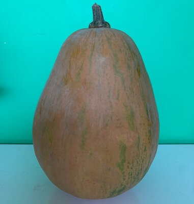 Courge musquée sucrine du berry >1kg