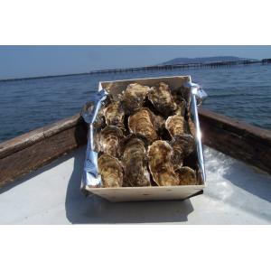 Huitres de cancale ou isigny