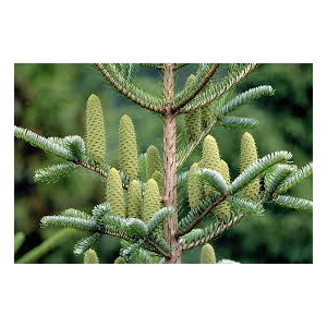 Huiles essentielle de sapin pectiné