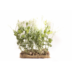 Micropousse de pois vert (herbacée)